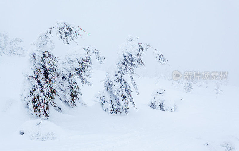 雪后冰雪覆盖的冷杉林和冬日灰蒙蒙的天空。喀尔巴阡山脉,乌克兰。