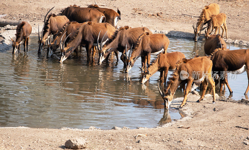 马拉维马吉特野生动物保护区，一群貂羚在水坑里饮水