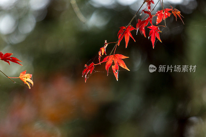 秋天红红的枫叶背景