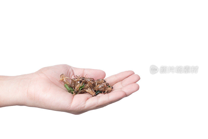 手握油炸蟋蟀，一种富含蛋白质的昆虫，著名的泰国街头小吃