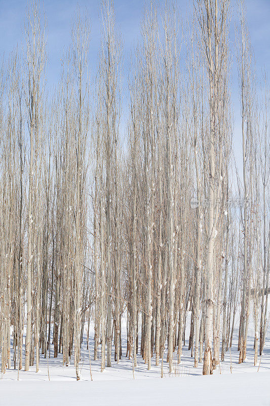 全帧照片的杨树在雪