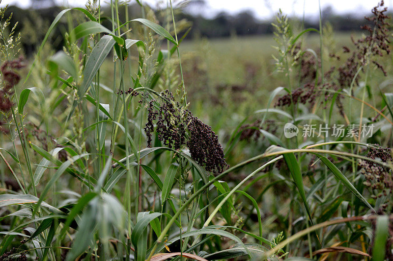 巴伊亚的高粱种植园