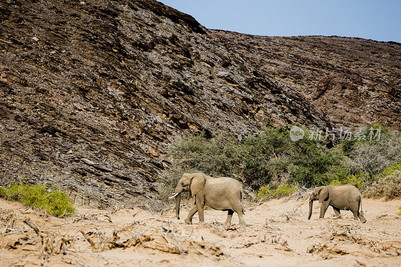 达马拉兰的沙漠大象