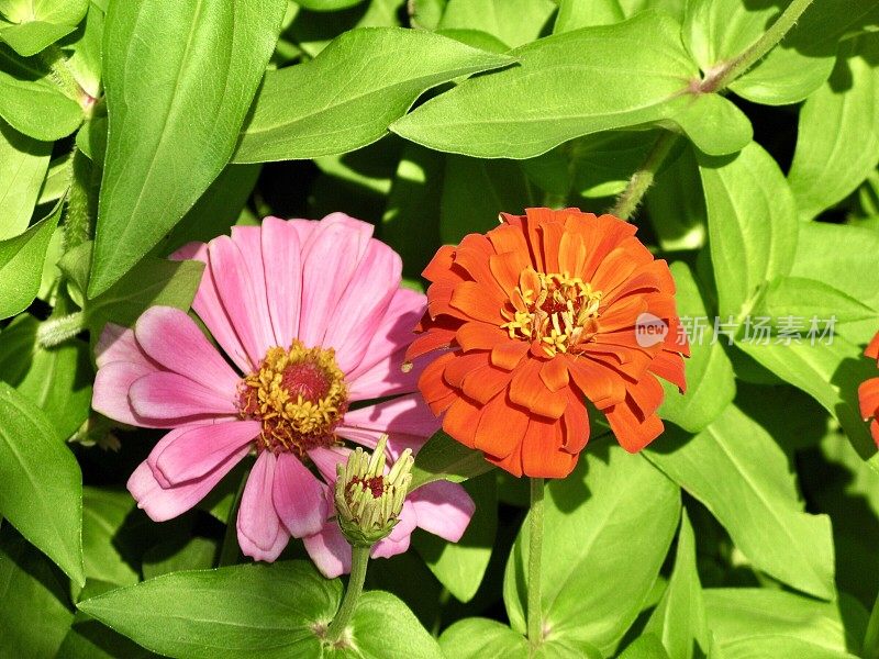 新鲜的粉红色和橙色百日草花在一个花园