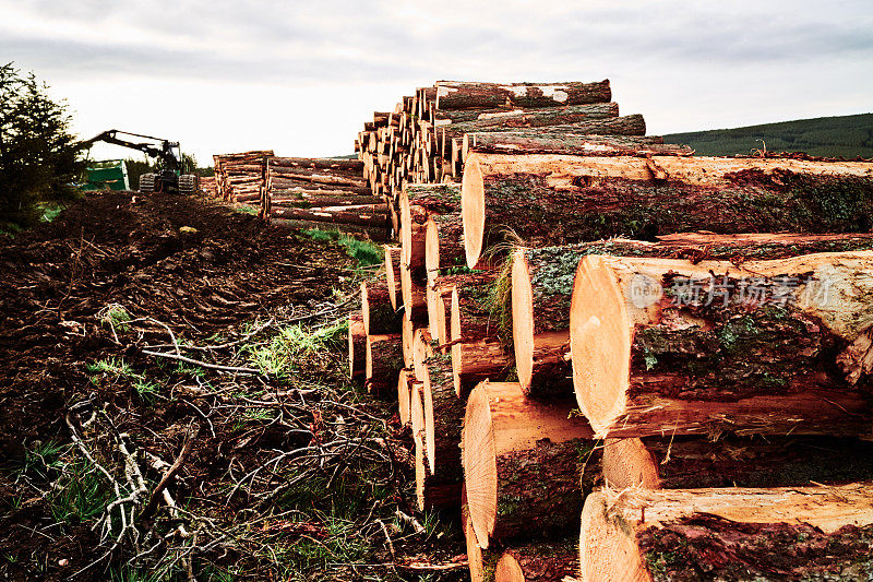 松林采伐的原木堆