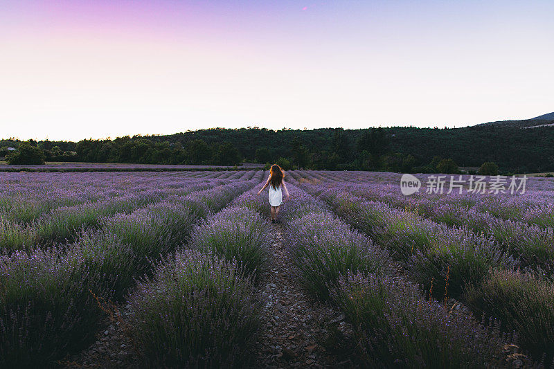 年轻女子在法国美丽的薰衣草花丛中遇见夏日日落