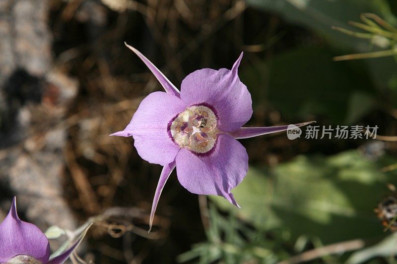 山艾树的野花盛开。