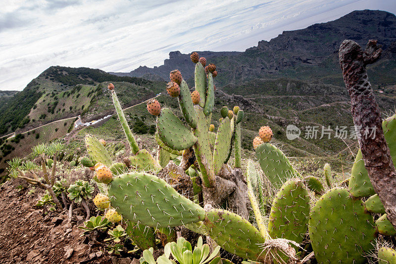 热带植物的特写照片与宏伟的景观在背景，米拉多阿尔托斯德巴拉坎，加那利岛特内里费，西班牙-股票照片