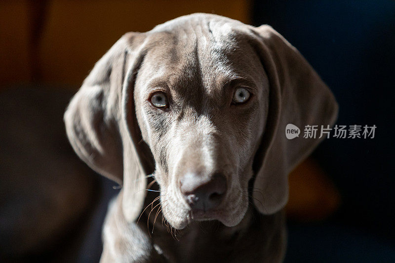 魏玛小狗看着摄像机