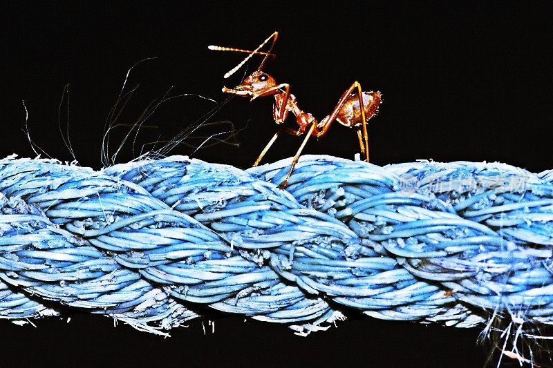 蚂蚁拉着蓝色的绳子。