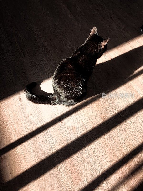 孤独的黑猫坐在早晨的阳光下
