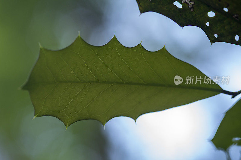 具脉和刺的单背光冬青叶子