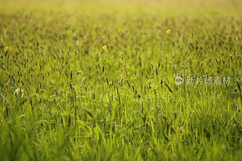 野草草地