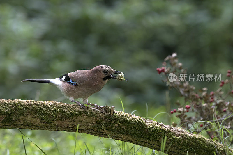 杰在吃橡子