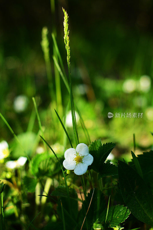 野草莓花在春天的阳光下，白色的花在绿色的背景上
