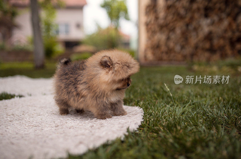 毛茸茸的小狗在后院玩耍