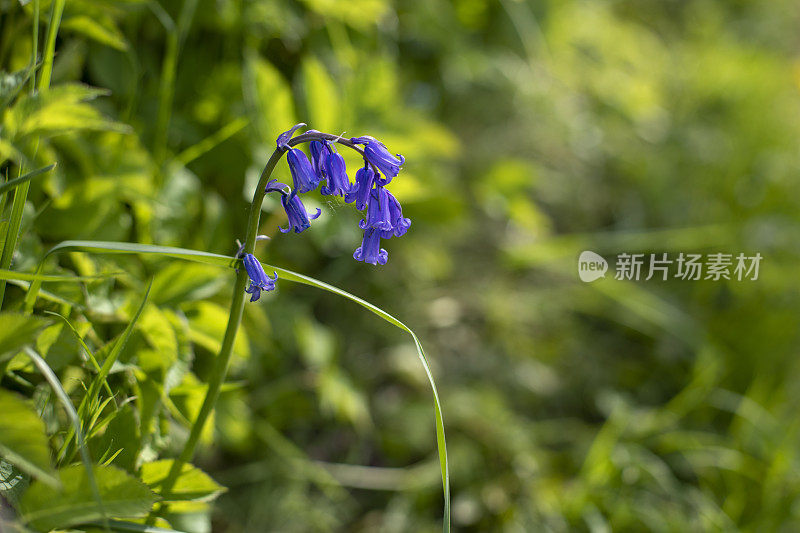 常见的蓝铃花