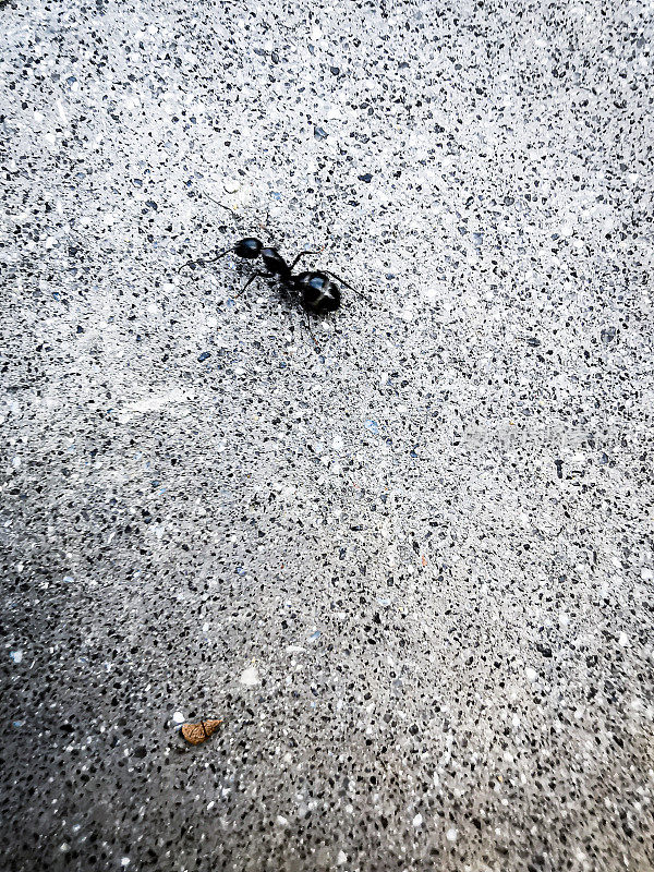 白色背景的黑色蚂蚁