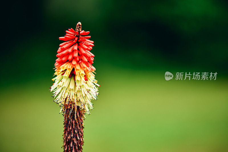 火红的火钳植物，火炬百合