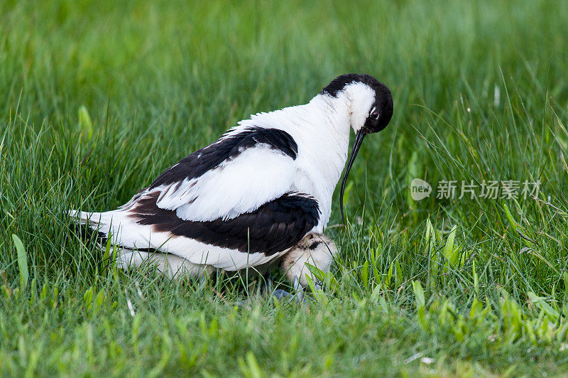 艾沃赛特小妞想躲在妈妈下面