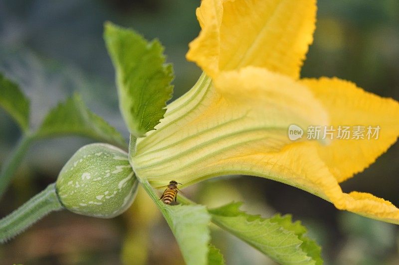 蜜蜂和受精的南瓜花