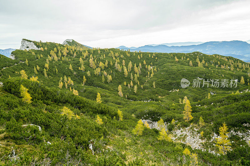 斯洛文尼亚萨维雅-卡姆尼克阿尔卑斯山美丽的落叶松色彩