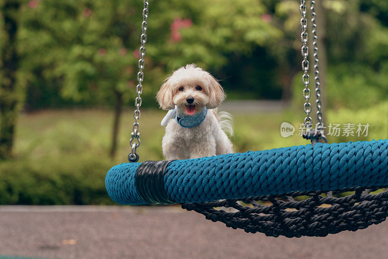 一只可爱的白色马耳他犬在秋千上的肖像