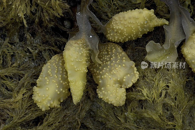 岩草，泡藻，墨角藻，威廉王子湾，楚加奇国家森林，阿拉斯加，墨角藻科，显示肿胀的容器。一种生长在潮汐线上的海藻。