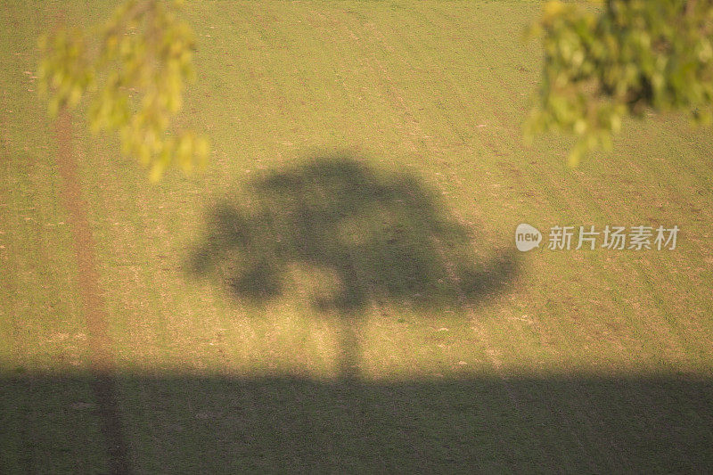 在草坪上，山坡上的草地上有一棵树的影子