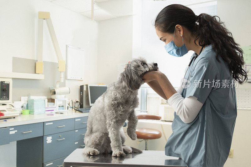 混血兽医在医院检查犬只