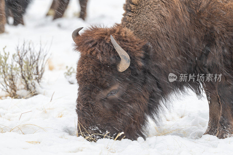 野牛在白雪覆盖的地面上吃草