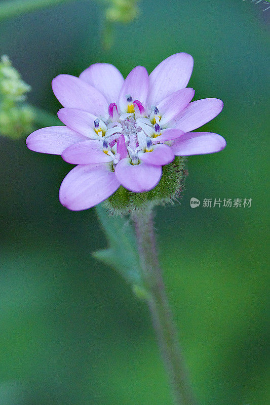 智利中部的腺白藜芦醇的一朵花