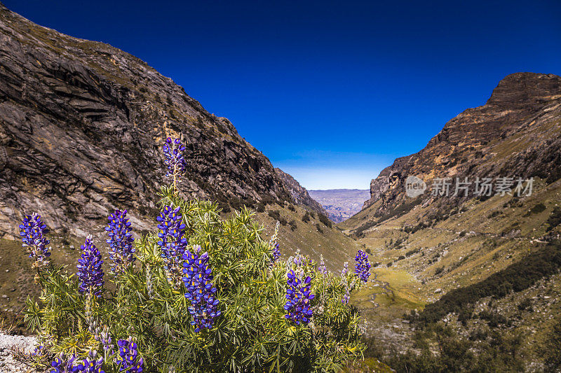 科迪勒拉·尼格拉山谷和羽扇豆野花-安第斯，秘鲁