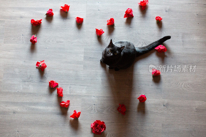 从上往下看，黑猫抬头望着木地板上排列着心形的红花