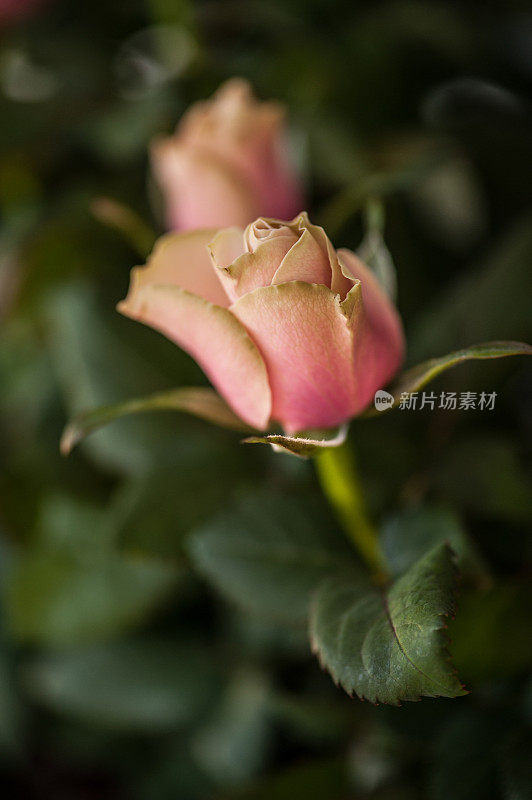 粉红玫瑰盛开在冬季花园