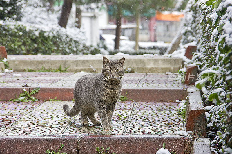 大自然中下雪天的小条纹猫