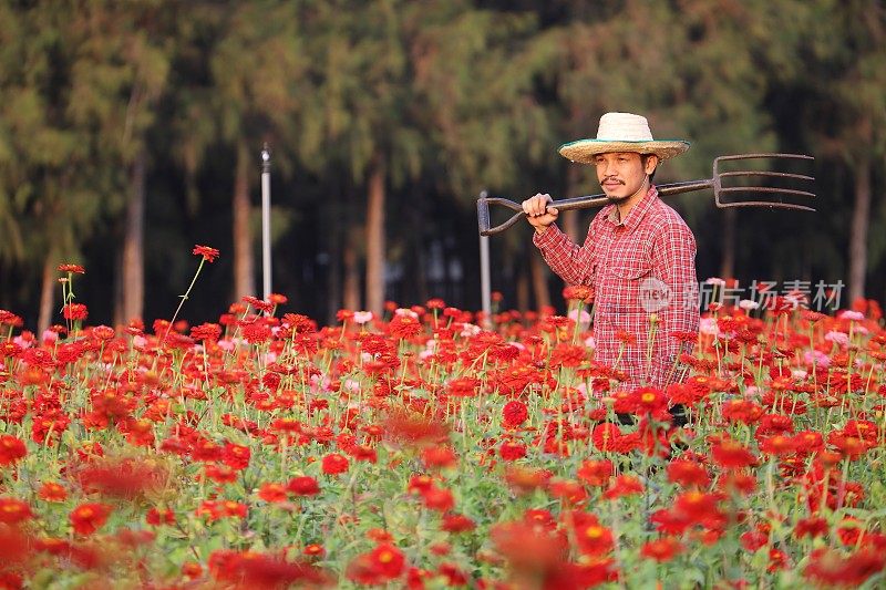 亚洲园丁在红百日菊农场为切花生意工作时持有花园叉