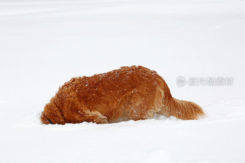 头卡在雪里的金毛猎犬