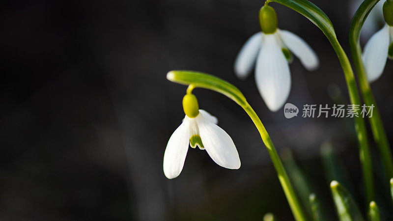 雪花莲