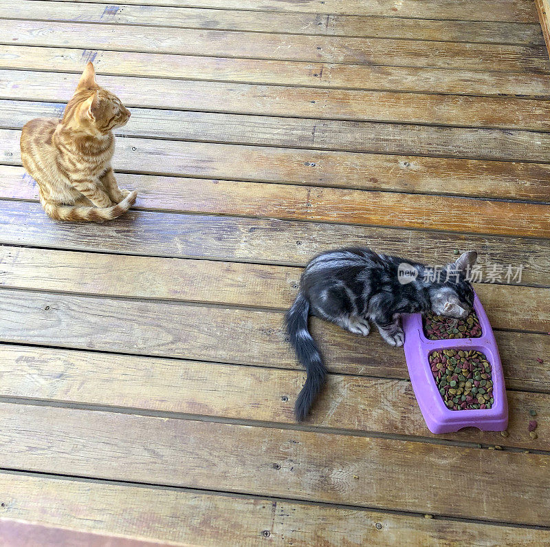 猫吃食物