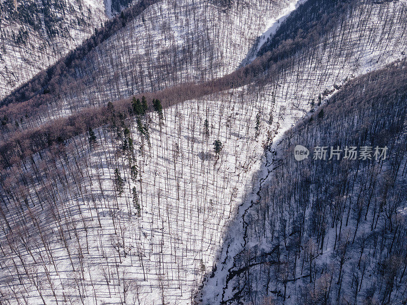 冬季的空中飞行在白雪覆盖的林地上。在山上滑雪度假。