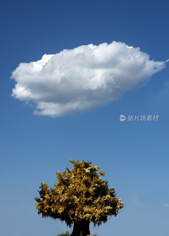 晴空里有一朵云和一棵树