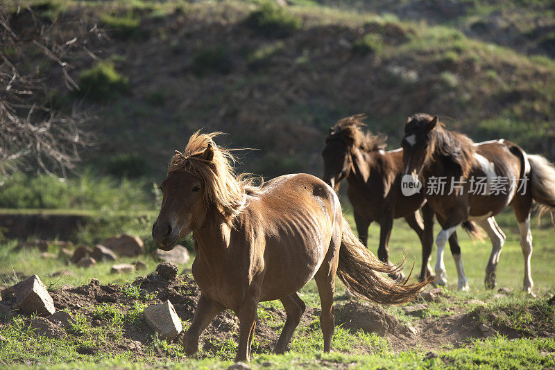 放养的马在山上的草地上奔跑