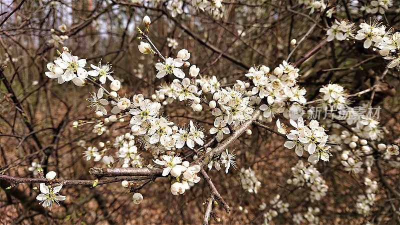 德国。4月。卡尔斯鲁厄的樱花盛开