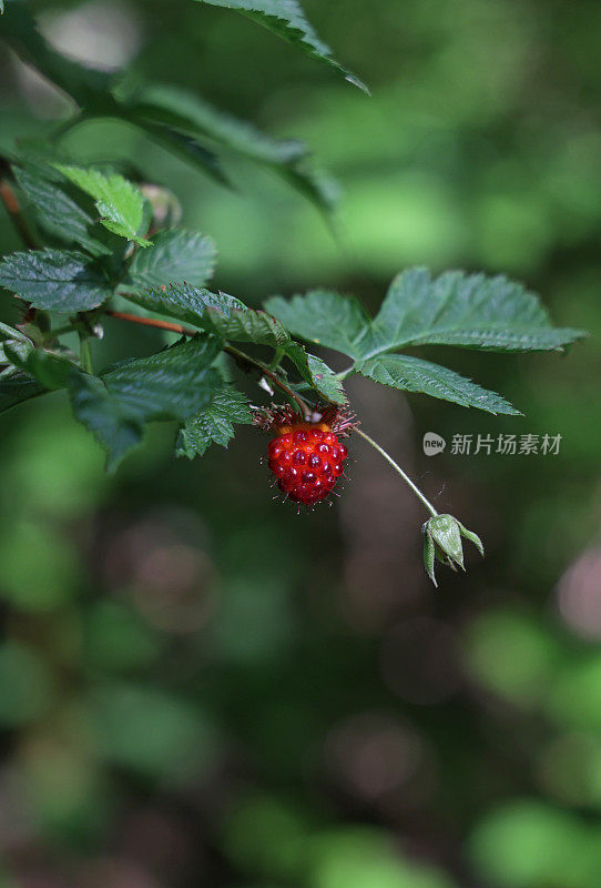 加拿大西海岸森林中的鲑莓