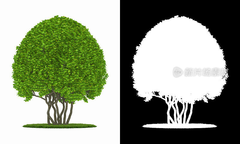 3D渲染几何形状绿色灌木与圆形绿色草坪隔离在白色背景alpha通道
