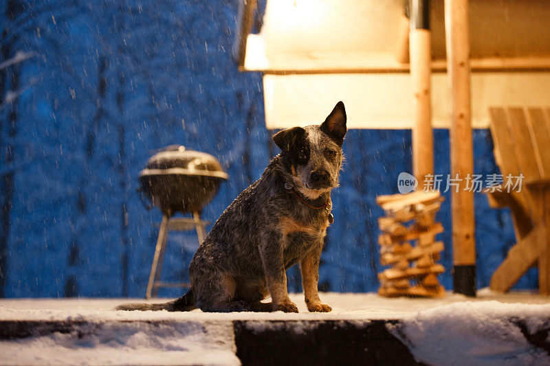 雪地里的蓝色希勒犬。聪明的澳大利亚牧牛犬，耳朵敏锐，善于倾听。