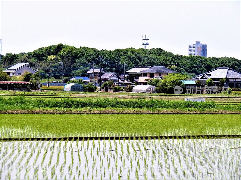 五月日本农村。稻田。