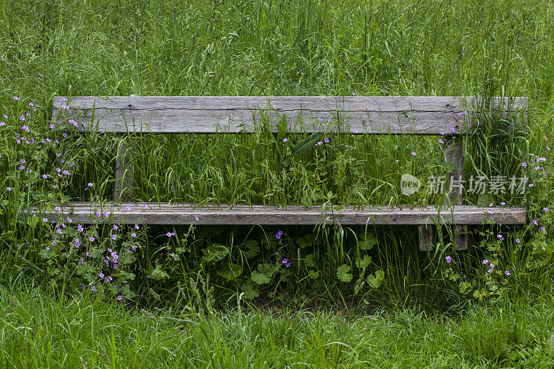 夏天杂草丛生的长凳