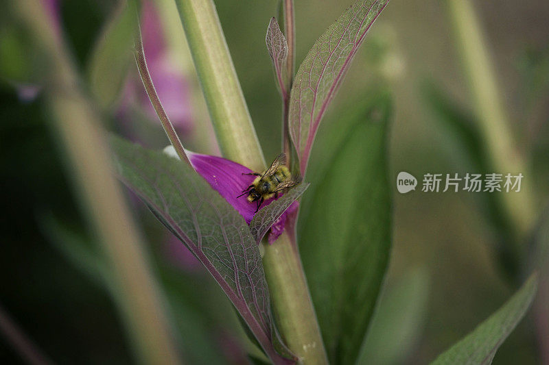 一只蜜蜂在一朵紫色的花上